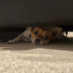 李玲玉一级婬片A片
